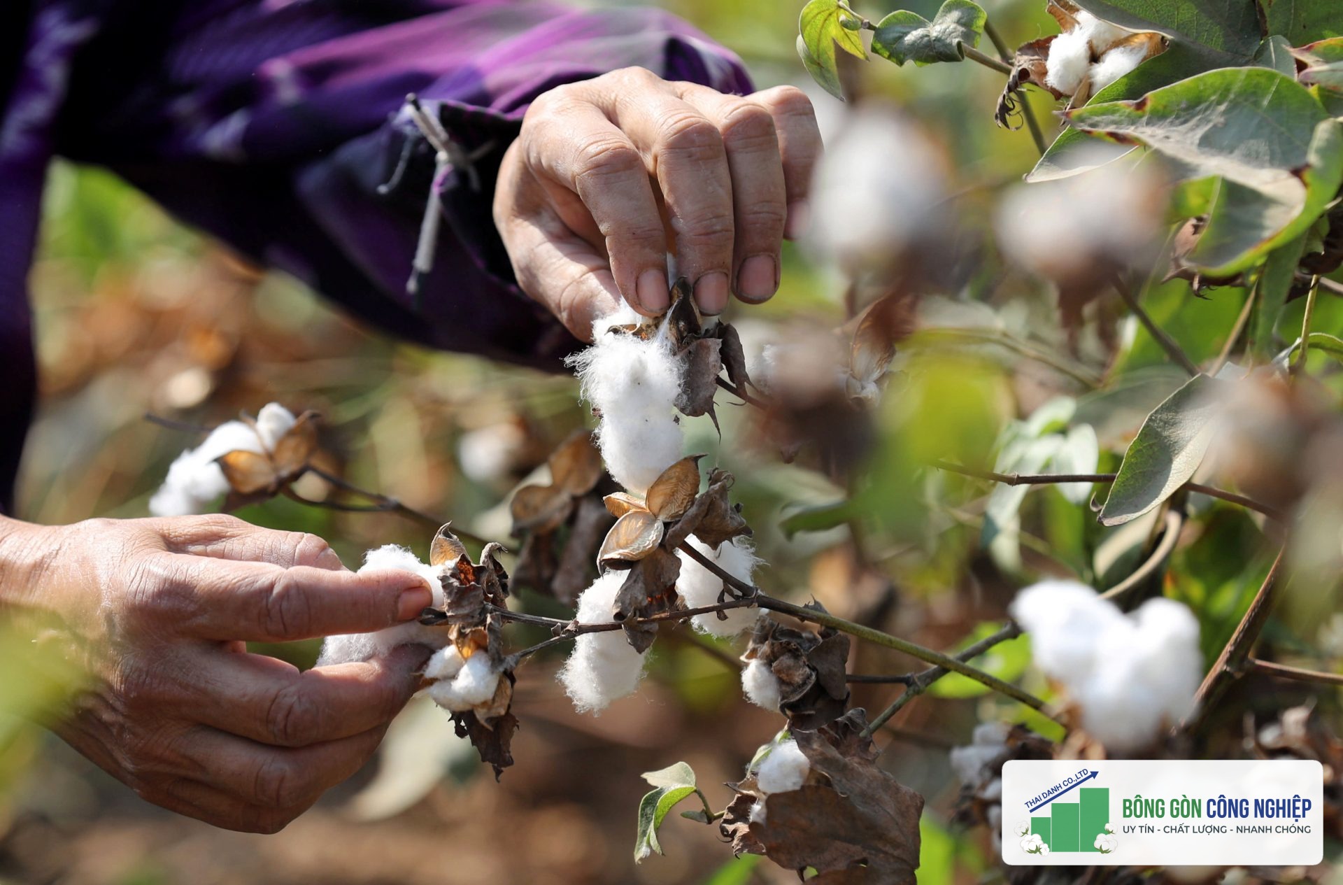 nhap-khau-bong.jpg